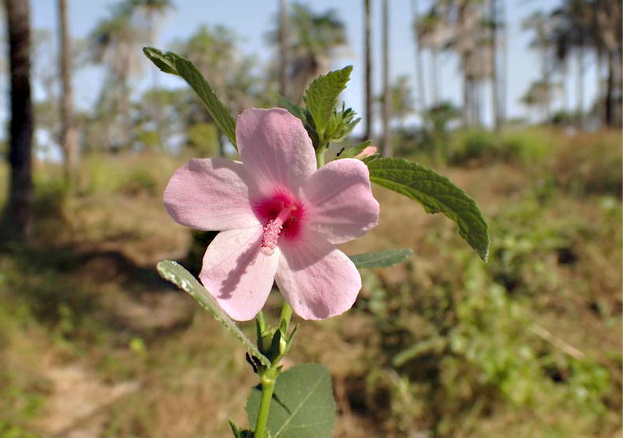 Ké hoa đào