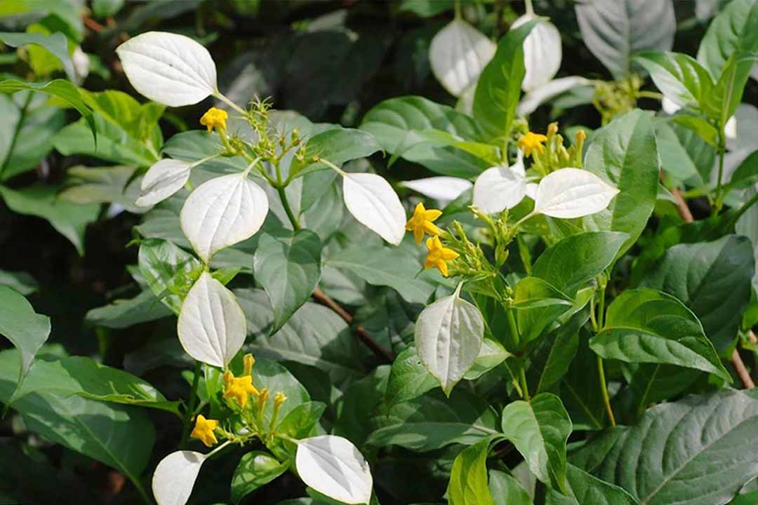 Rễ bướm bạc dùng sắc thuốc giảm đau