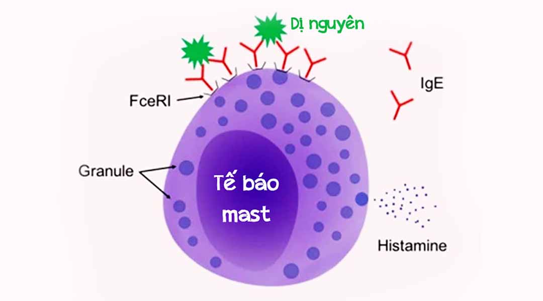 Thuốc điều trị triệu chứng dị ứng