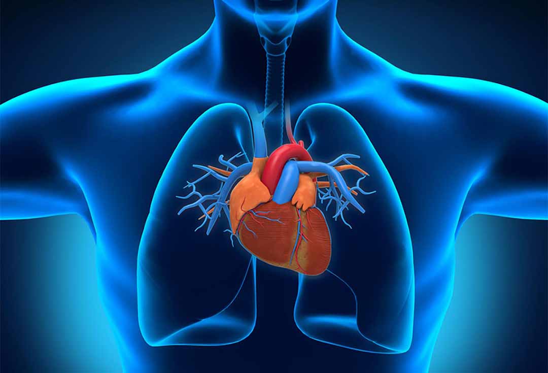 Các bệnh tim mạch - cách phòng tránh và chữa trị và chế độ dinh dưỡng chăm sóc cho người bệnh tim