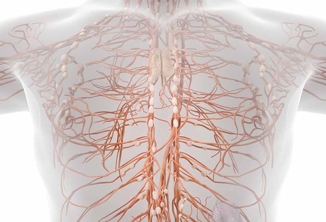 Hệ thống tuần hoàn bao gồm một mạng lưới rộng lớn các mạch bạch huyết và các hạch bạch huyết trên khắp cơ thể.