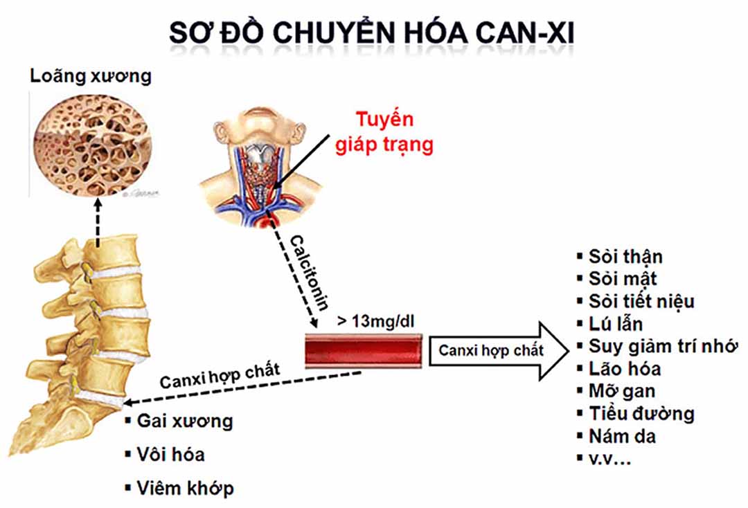 Hệ tiêu hóa hấp thụ nhiều canxi hơn.