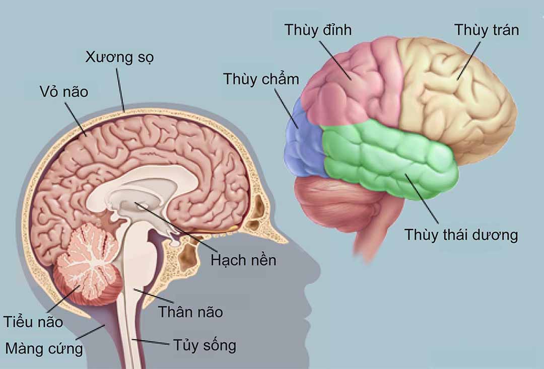 U thần kinh đệm này bắt nguồn từ các tế bào dính kết hỗ trợ (những tế bào thần kinh đệm).