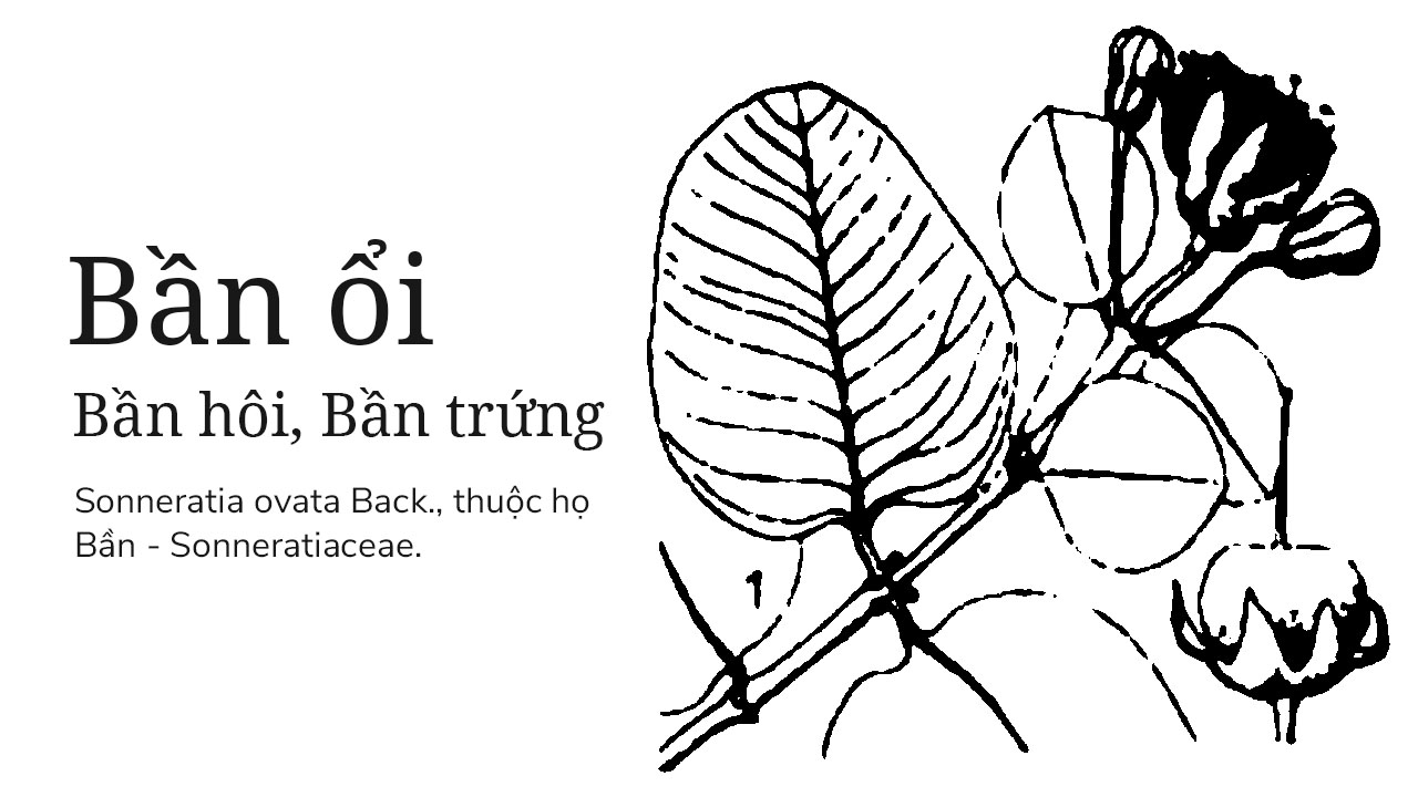 Bần ổi