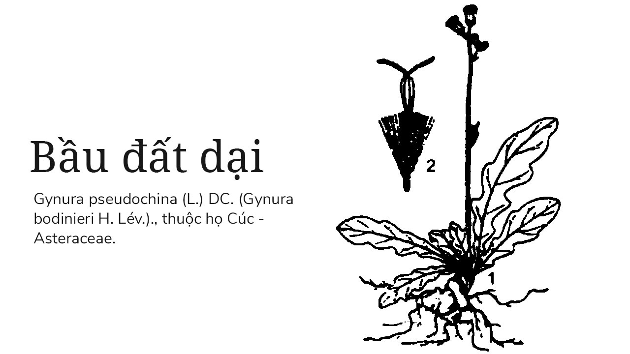 Bầu đất dại