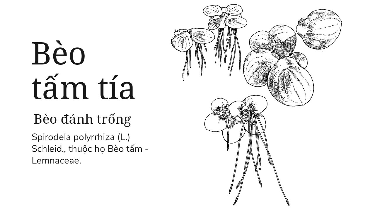 Bèo tấm tía