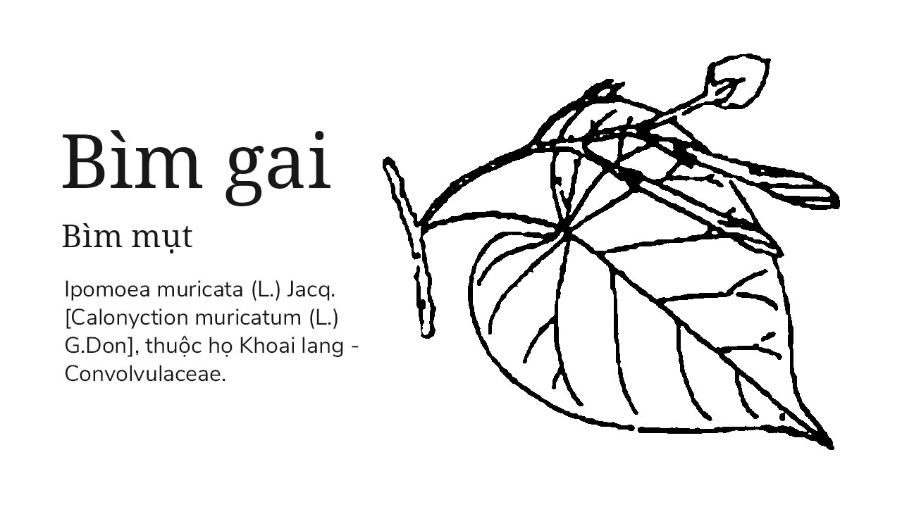 Bìm gai