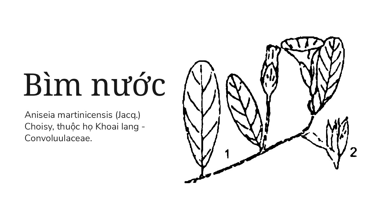 Bìm nước