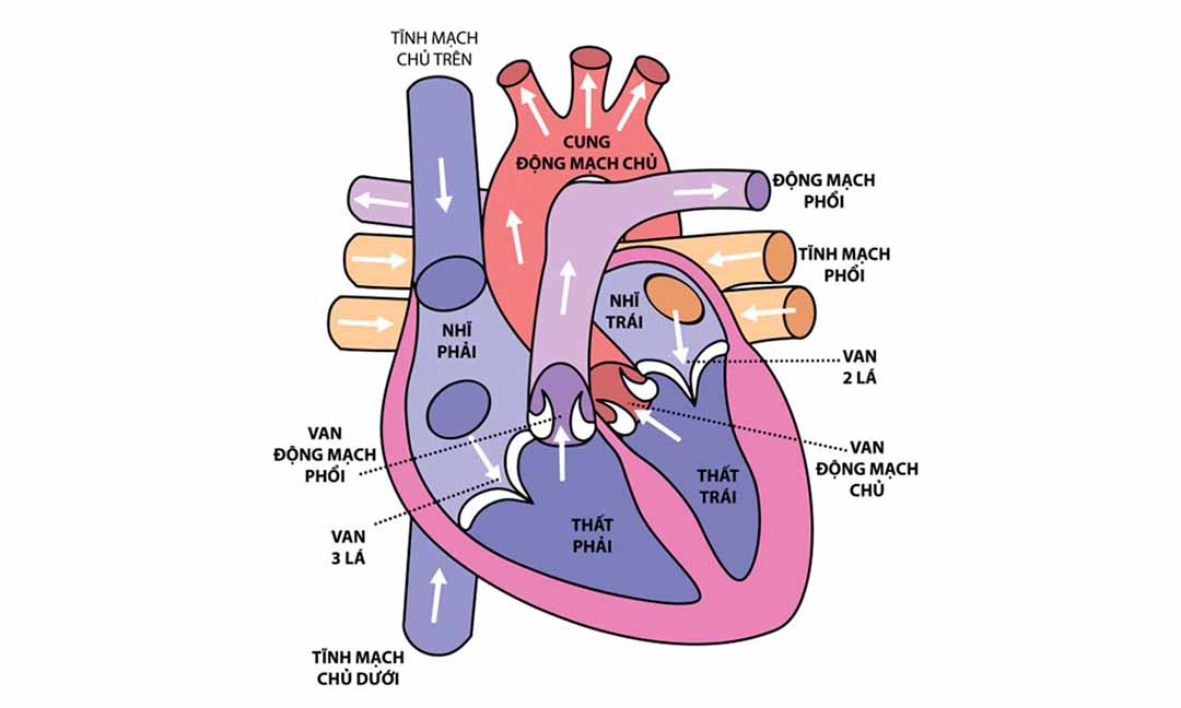 Hút thuốc, uống nhiều cafein, rượu và các chất kích thích.