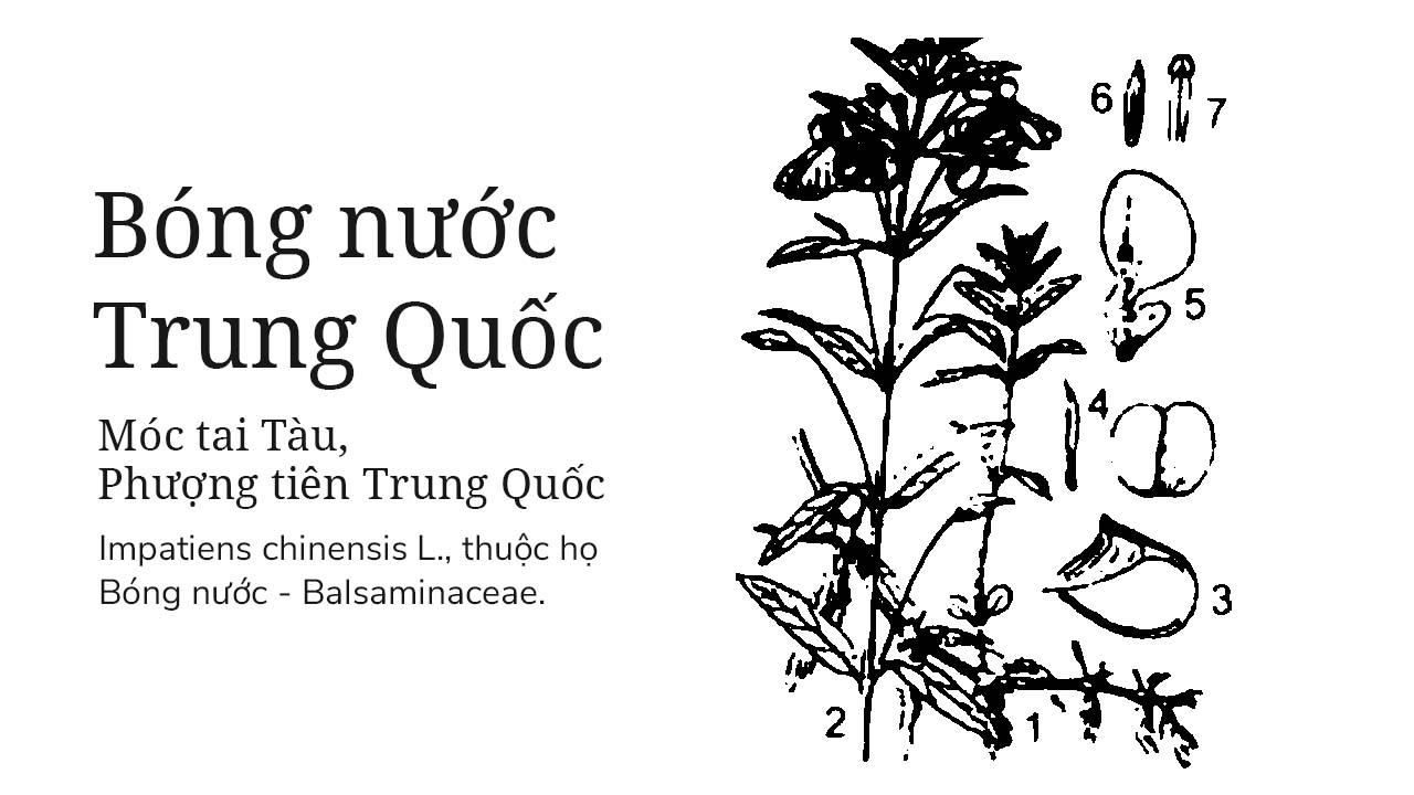 Bóng nước Trung Quốc