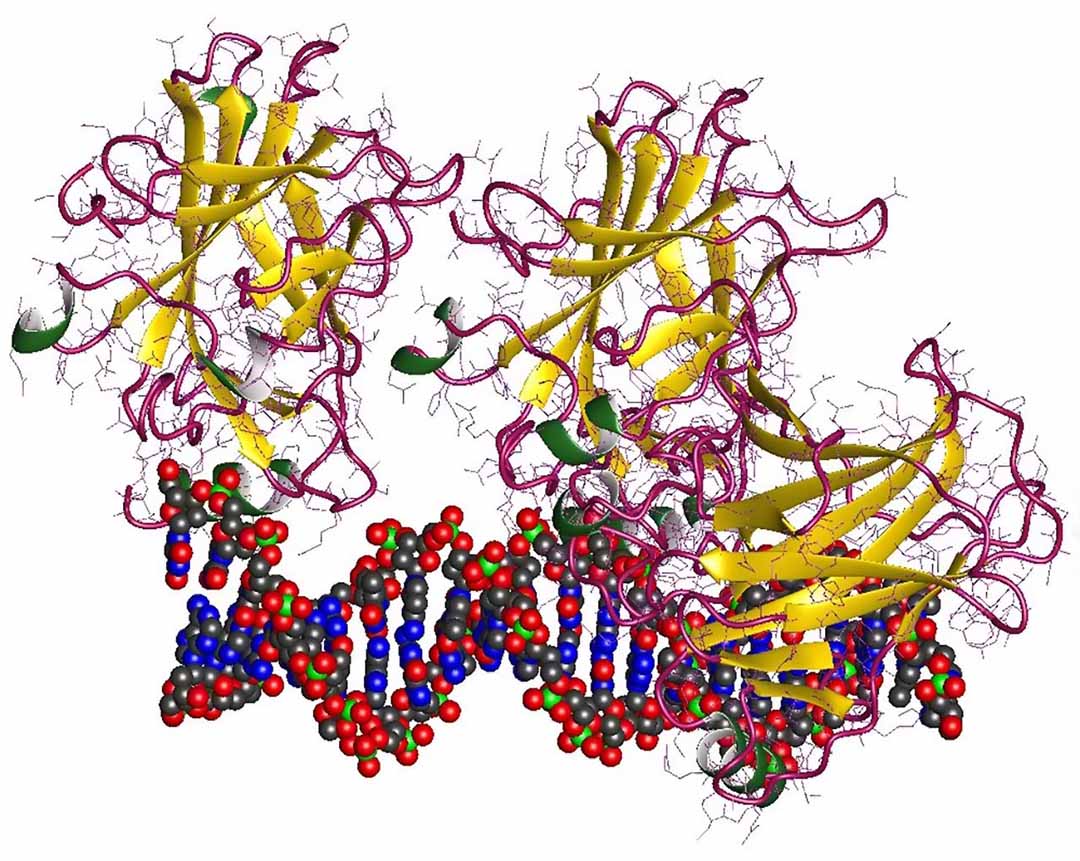 Protein đột biến giải quyết DNA của người giám hộ để thúc đẩy phát triển ung thư