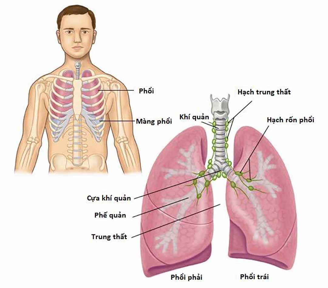 Sự kết hợp của hai loại thuốc, giúp hệ thống miễn dịch của cơ thể được xác định và tiêu diệt tế bào ung thư.