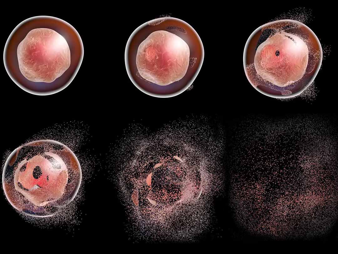 Apoptosis gây ra bởi thuốc .