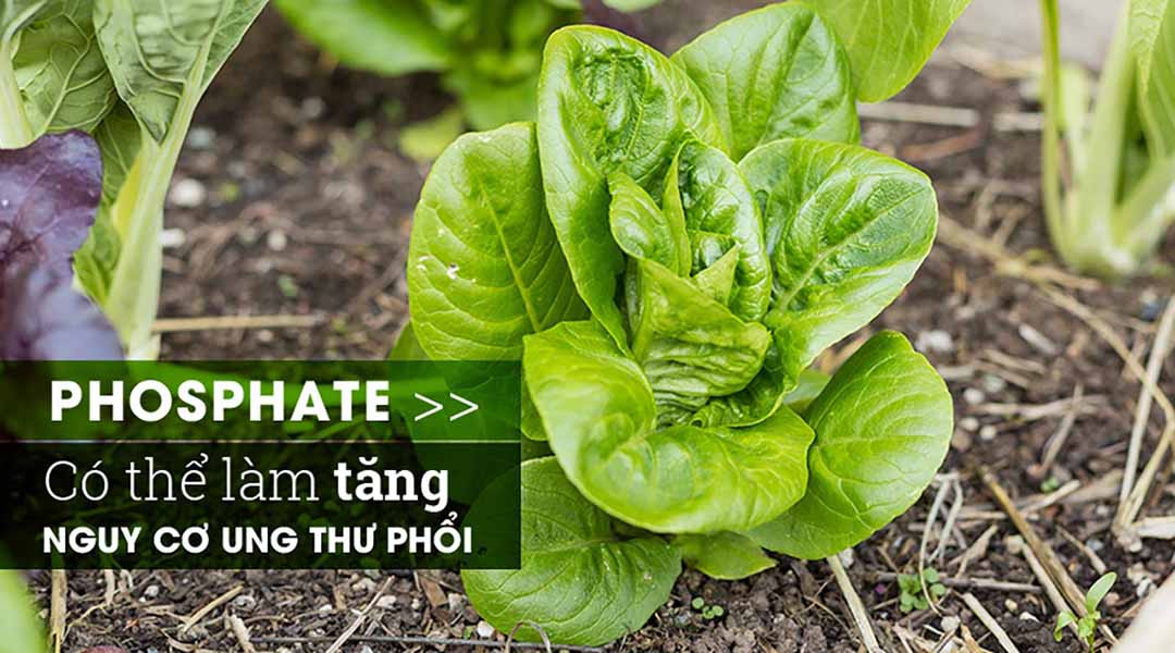 Phosphate có thể làm tăng nguy cơ ung thư phổi