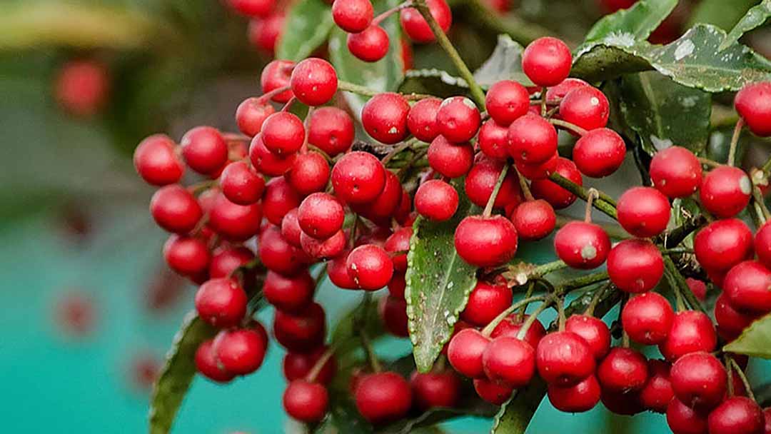 Hợp chất từ cây Christmas berry (một loại cây cảnh trong họ hoa anh thảo).