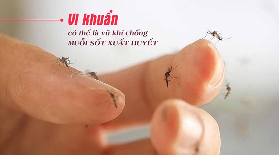 Vi khuẩn có thể là vũ khí chống muỗi sốt xuất huyết