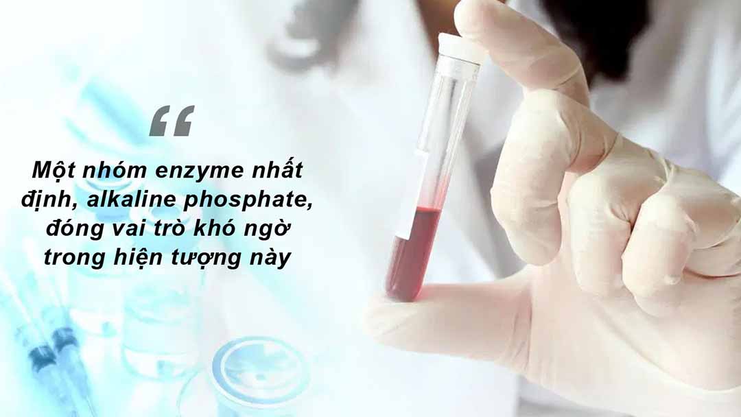 Một nhóm enzyme nhất định, alkaline phosphate, đóng vai trò khó ngờ trong hiện tượng này.