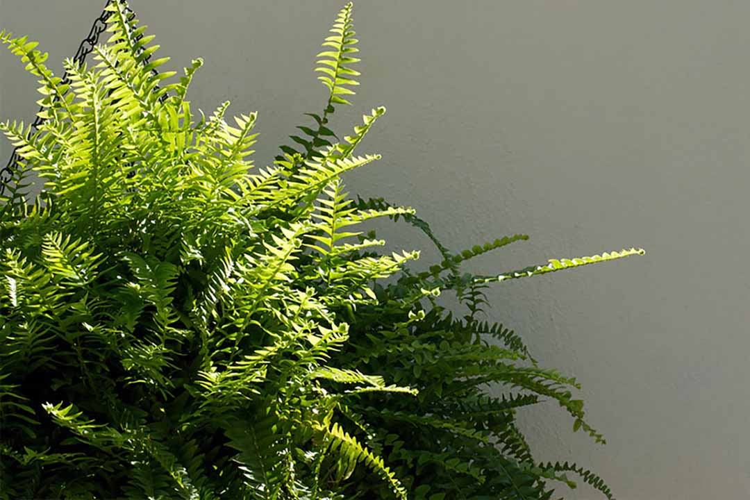 7 cây lọc không khí bạn nên trồng trong nhà