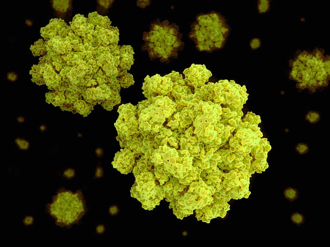 Viêm dạ dày ruột cấp tính do Norovirus