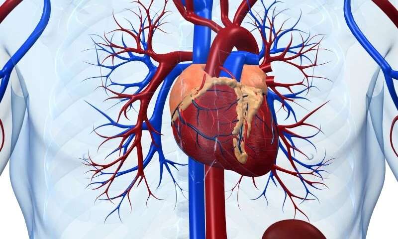 Myocardial injury seen in many early in recovery from COVID-19