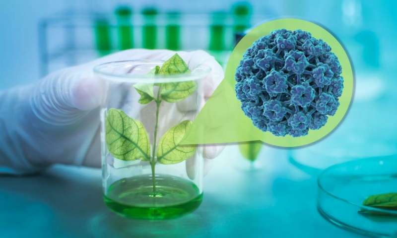 Vắc-xin thực vật mới tiên phong trong phòng ngừa HPV với giá cả hợp lý